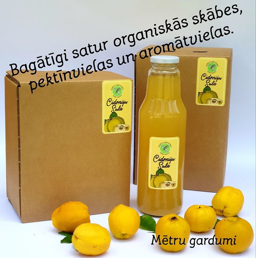cidonija_cidonu_sula.jpg
