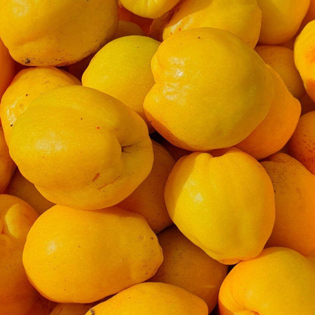 cidonijas_Bio
